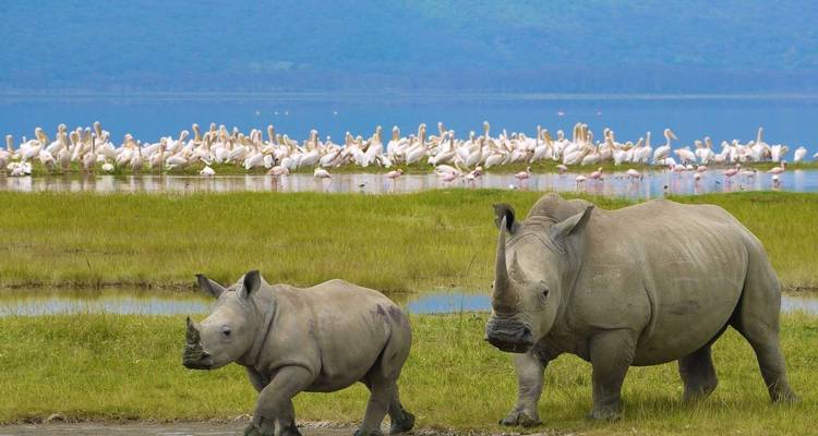 Safari en grupo de 4 días y 3 noches por Masai Mara y el lago Nakuru - Perfect Safari Africa tours and safaris 1