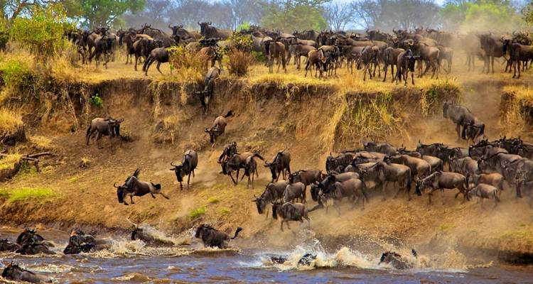 A herd of wildebeest crossing a river.