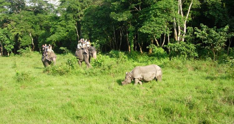 Éléphants avec cavaliers et un rhinocéros dans la jungle.