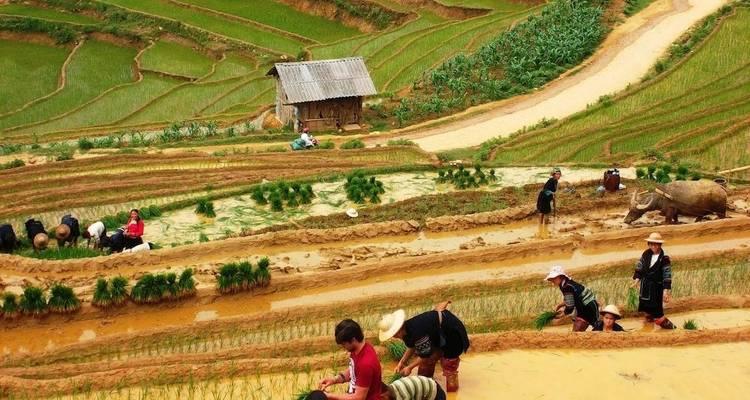 Bauern arbeiten in terrassierten Feldern mit einer kleinen Hütte in der Nähe.