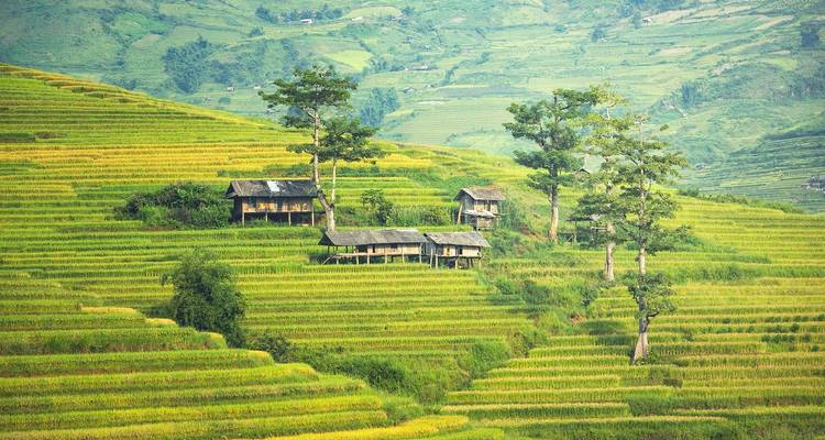 Terrassenförmige Reisfelder mit kleinen Holzhäusern und Bäumen.