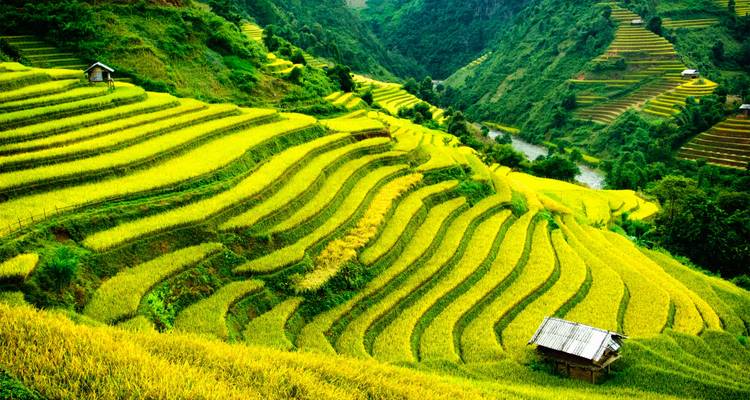 Leuchtend grüne Terrassenfelder mit einer kleinen Hütte an einem Hang.