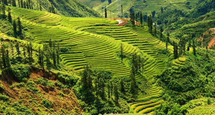 Terrassenfelder mit üppigem Grün.