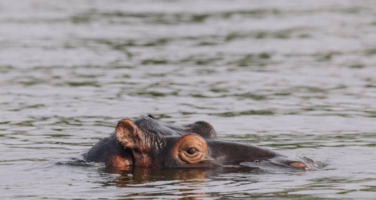 1 journée complète de safari dans le parc national de l'Akagera - Ubuntu Voyages 3