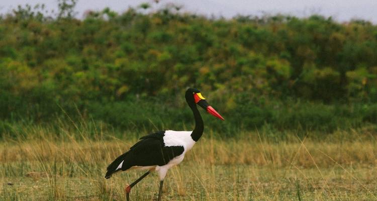 1 journée complète de safari dans le parc national de l'Akagera - Ubuntu Voyages 2