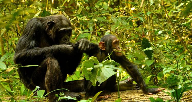 3 jours de trekking avec des chimpanzés dans la forêt de Nyungwe, marche dans la canopée et expérience du lac Kivu - Ubuntu Voyages 3