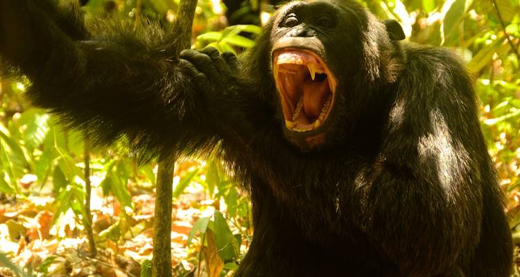 3 jours de trekking avec des chimpanzés dans la forêt de Nyungwe, marche dans la canopée et expérience du lac Kivu - Ubuntu Voyages 8