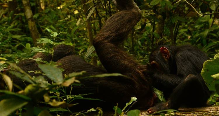 3 jours de trekking avec des chimpanzés dans la forêt de Nyungwe, marche dans la canopée et expérience du lac Kivu - Ubuntu Voyages 6