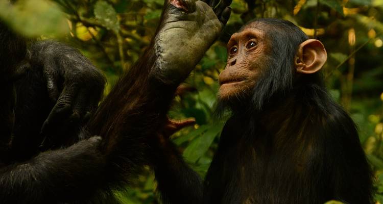 3 jours de trekking avec des chimpanzés dans la forêt de Nyungwe, marche dans la canopée et expérience du lac Kivu - Ubuntu Voyages 9