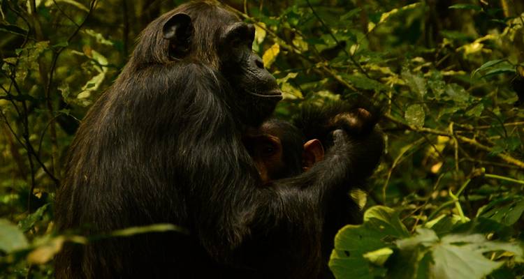 3 jours de trekking avec des chimpanzés dans la forêt de Nyungwe, marche dans la canopée et expérience du lac Kivu - Ubuntu Voyages 10