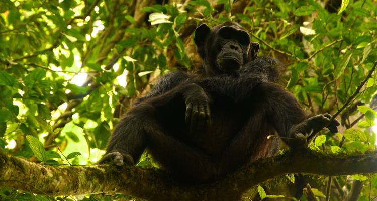 3 jours de trekking avec des chimpanzés dans la forêt de Nyungwe, marche dans la canopée et expérience du lac Kivu - Ubuntu Voyages 7