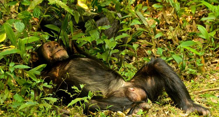 3 jours de trekking avec des chimpanzés dans la forêt de Nyungwe, marche dans la canopée et expérience du lac Kivu - Ubuntu Voyages 4