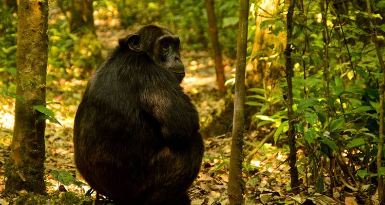 3 jours de trekking avec des chimpanzés dans la forêt de Nyungwe, marche dans la canopée et expérience du lac Kivu - Ubuntu Voyages 2