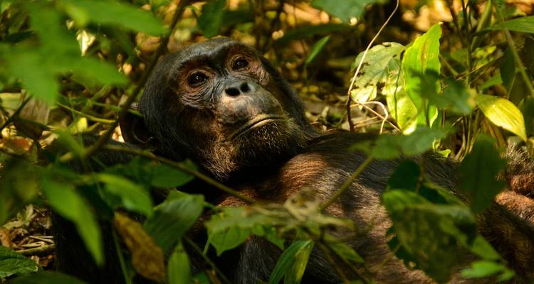 3 jours de trekking avec des chimpanzés dans la forêt de Nyungwe, marche dans la canopée et expérience du lac Kivu - Ubuntu Voyages 1