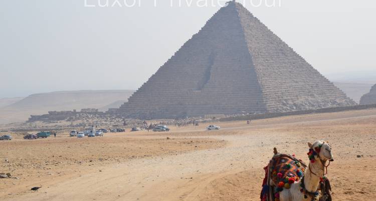 Kameel voor de Grote Piramide van Gizeh met toeristenvoertuigen.