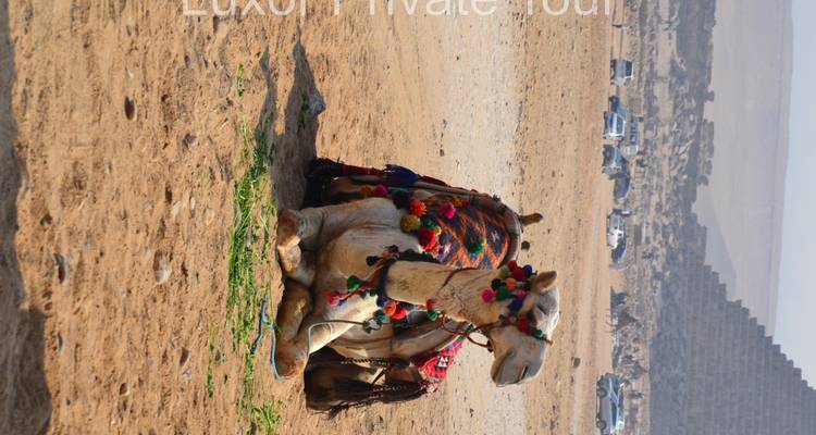 Kameel zittend op woestijnzand, zijaanzicht.