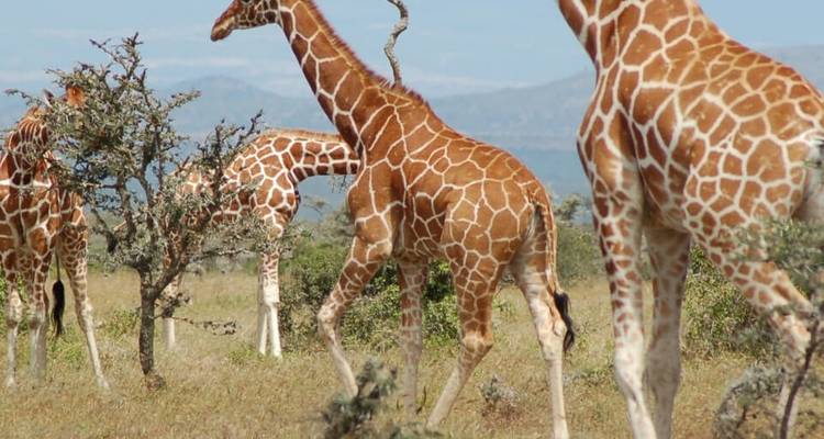 3 Day Crater Tour Lake Manyara and Tarangire National Park - Meru Slopes Tours and Safaris ltd 3