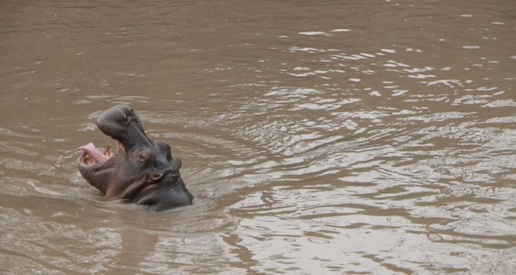 3 Day Crater Tour Lake Manyara and Tarangire National Park - Meru Slopes Tours and Safaris ltd 9