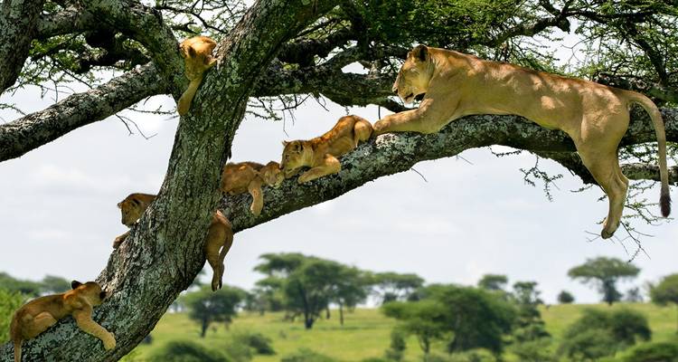 3 Day Crater Tour Lake Manyara and Tarangire National Park - Meru Slopes Tours and Safaris ltd 4