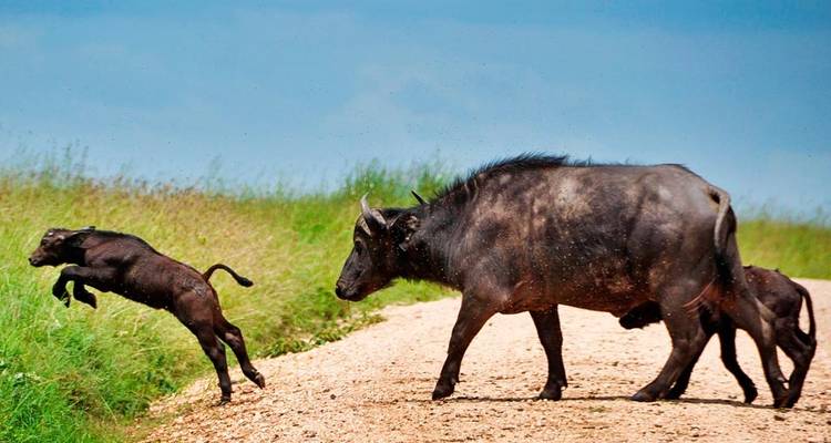 3 Day Crater Tour Lake Manyara and Tarangire National Park - Meru Slopes Tours and Safaris ltd 1