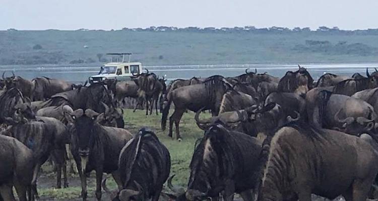 Safari migration de 6 jours - Cratère de Ngorogoro / Ndutu / Serengeti central - Meru Slopes Tours and Safaris ltd 10