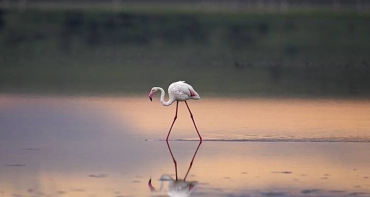6 Days Migration Safari (Ngorogoro Crater / Ndutu / Central Serengeti) - Meru Slopes Tours and Safaris ltd 10