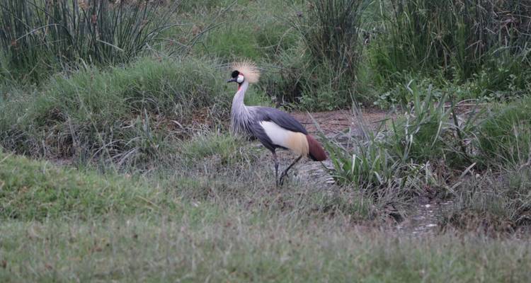 Grulla coronada parada en una zona de humedales.