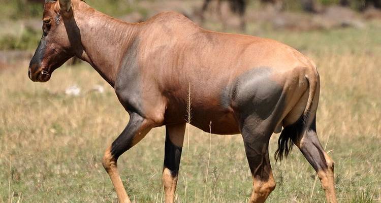 3 Day Serengeti National Park and Ngorongoro Crater Tour - Meru Slopes Tours and Safaris ltd 1