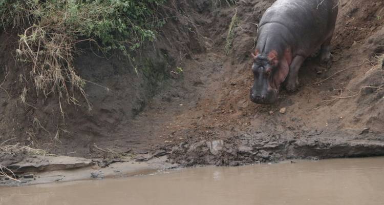 3 Day Serengeti National Park and Ngorongoro Crater Tour - Meru Slopes Tours and Safaris ltd 10