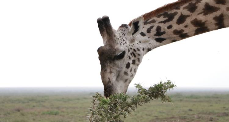 Jirafa comiendo de un árbol de acacia.