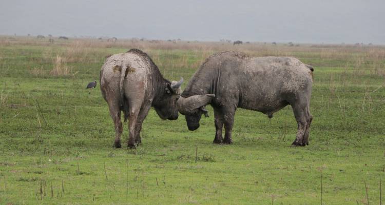 3 Day Serengeti National Park and Ngorongoro Crater Tour - Meru Slopes Tours and Safaris ltd 8