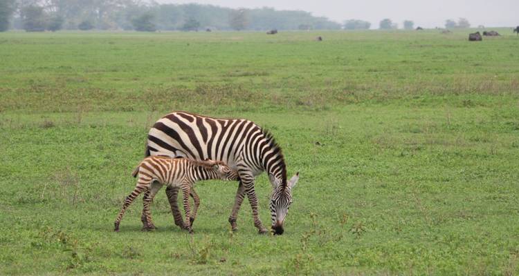 3 Day Serengeti National Park and Ngorongoro Crater Tour - Meru Slopes Tours and Safaris ltd 9