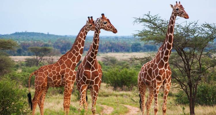3 Day Serengeti National Park and Ngorongoro Crater Tour - Meru Slopes Tours and Safaris ltd 2