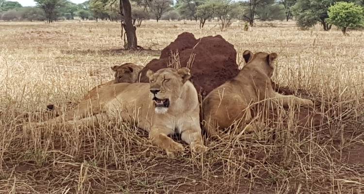 3 Day Serengeti National Park and Ngorongoro Crater Tour - Meru Slopes Tours and Safaris ltd 7