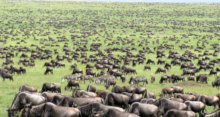 3 Day Serengeti National Park and Ngorongoro Crater Tour - Meru Slopes Tours and Safaris ltd 3