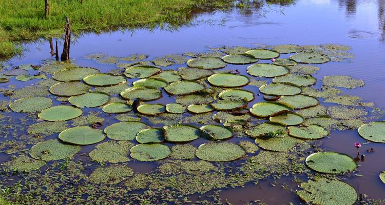 Amazon Boat Cruise - 4 Days - Amazon Amazing Tours 8