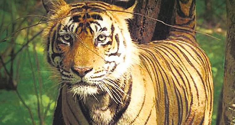 Golden Triangle & Ranthambore - 7 Days - Chauffeurs In India 10