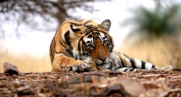 Golden Triangle & Ranthambore - 7 Days - Chauffeurs In India 9