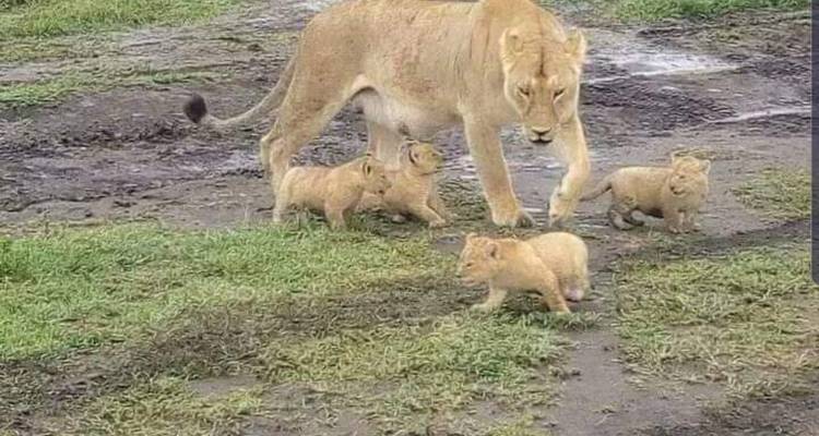 Budget camping safari at Gombe National Park - Lonely Site Tours & Safari 9