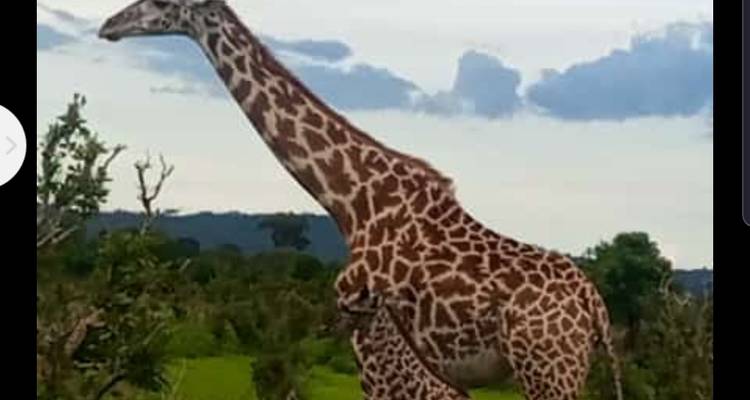 Jirafa parada en la naturaleza.