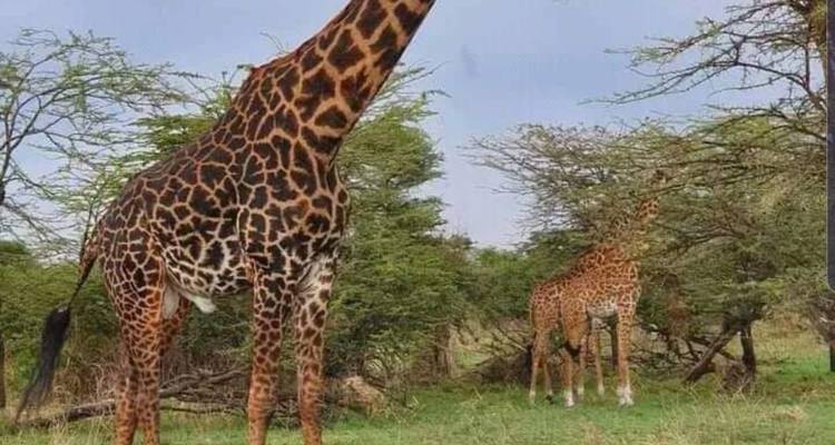 Budget camping safari at Gombe National Park - Lonely Site Tours & Safari 8