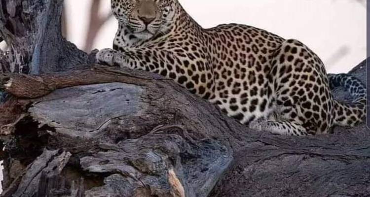 Budget camping safari at Gombe National Park - Lonely Site Tours & Safari 6