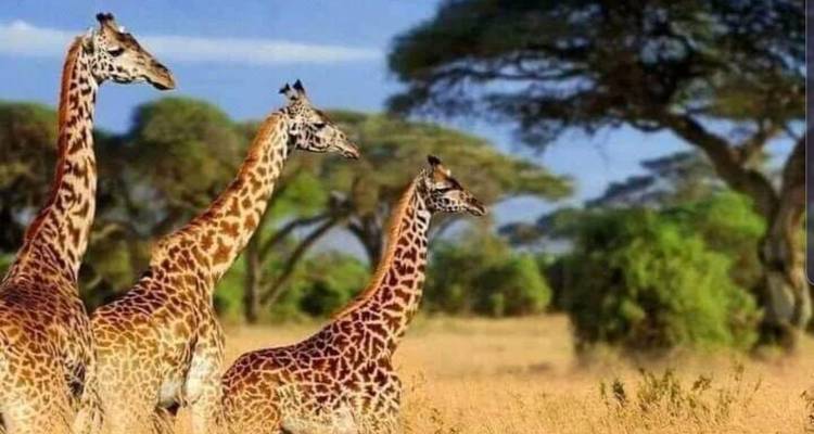 Budget camping safari at Gombe National Park - Lonely Site Tours & Safari 7