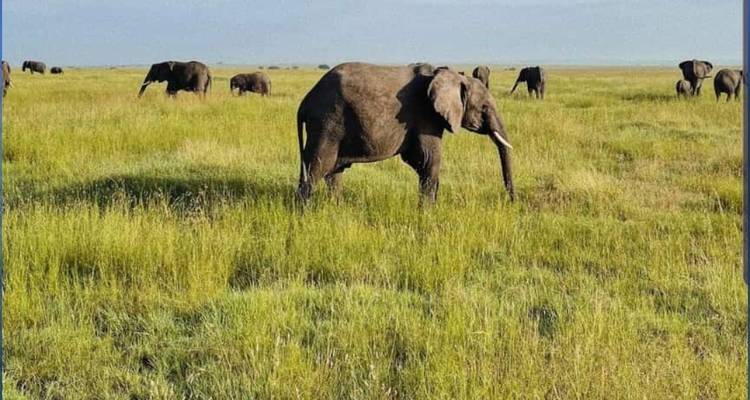 Budget camping safari at Gombe National Park - Lonely Site Tours & Safari 10