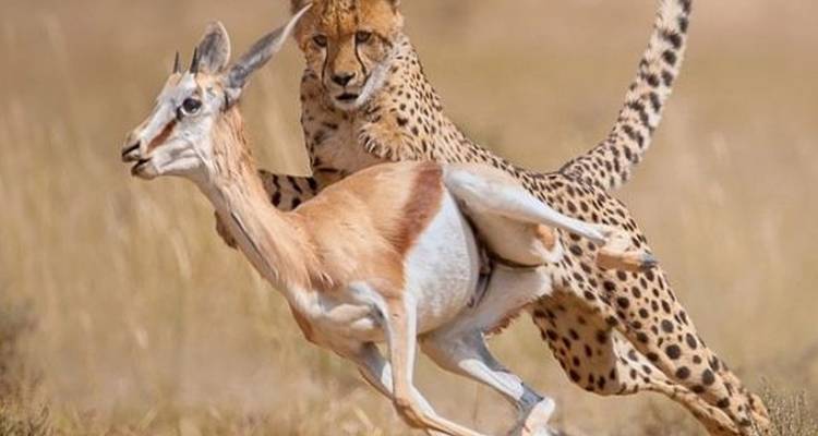 Budget camping safari at Gombe National Park - Lonely Site Tours & Safari 1
