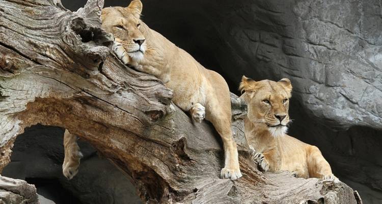Budget camping safari at Gombe National Park - Lonely Site Tours & Safari 3