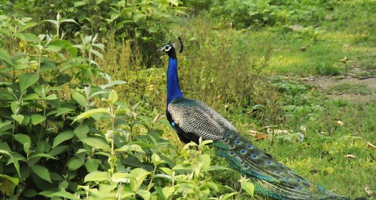 Safari por la selva en Chitwan - Amazing Authentic Treks  10