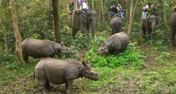 Safari por la selva en Chitwan - Amazing Authentic Treks  5