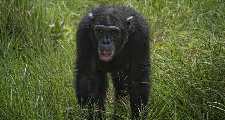Safari de 3 jours et 2 nuits à Ol Pejeta Conservancy depuis Nairobi avec prise en charge gratuite à l'aéroport. - Perfect Wilderness Tours And Safaris 2