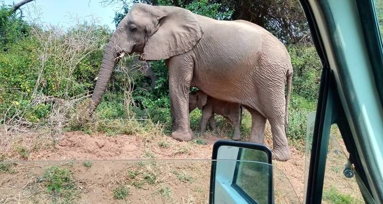 Safari de 3 jours et 2 nuits à Ol Pejeta Conservancy depuis Nairobi avec prise en charge gratuite à l'aéroport. - Perfect Wilderness Tours And Safaris 4